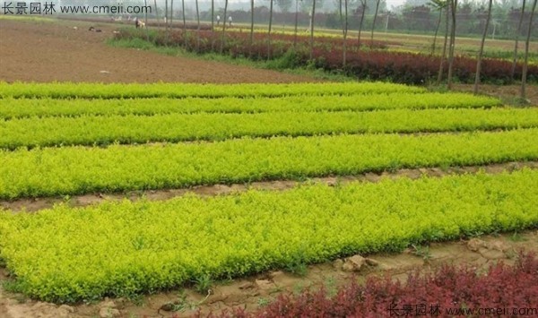 金葉女貞種子發(fā)芽出苗圖片 金葉女貞種子發(fā)芽出苗圖片