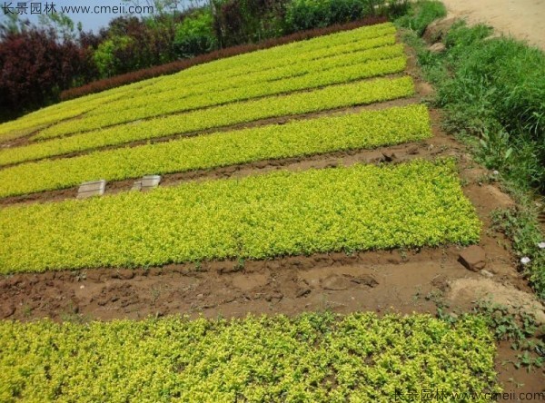 金葉女貞種子發(fā)芽出苗圖片 金葉女貞種子發(fā)芽出苗圖片