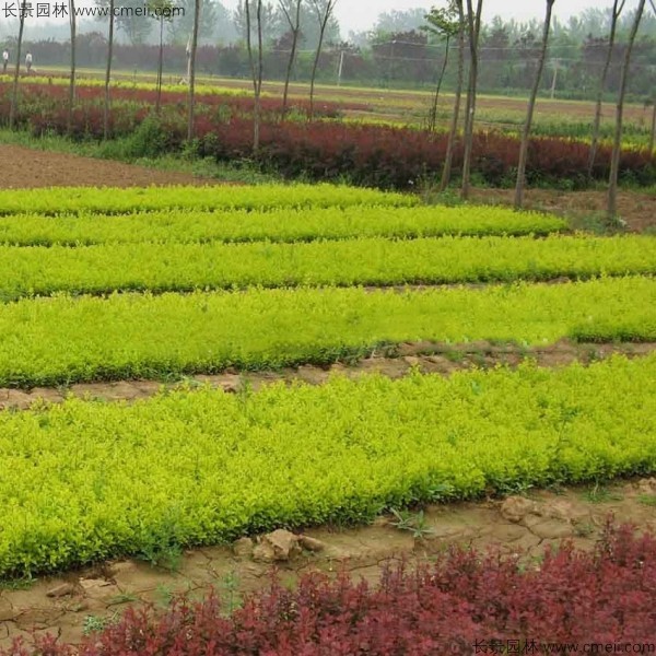金葉女貞種子發(fā)芽出苗圖片 金葉女貞種子發(fā)芽出苗圖片