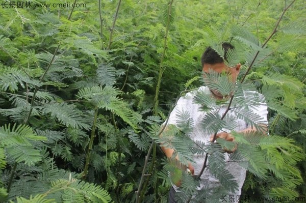 金合歡種子發(fā)芽出苗圖片 金合歡種子發(fā)芽出苗圖片
