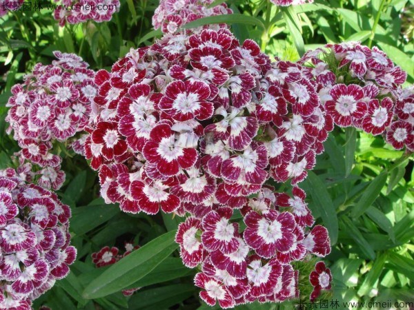 瞿麥種子發(fā)芽出苗開花圖片 瞿麥種子發(fā)芽出苗開花圖片