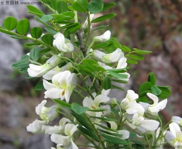 苦刺種子發(fā)芽出苗開花圖片 苦刺種子發(fā)芽出苗開花圖片