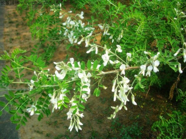苦刺種子發(fā)芽出苗開花圖片 苦刺種子發(fā)芽出苗開花圖片