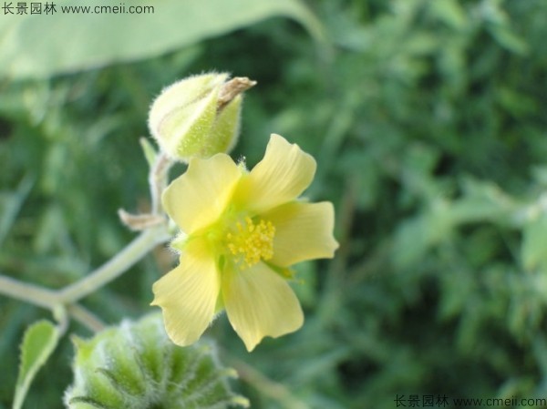 青麻種子發(fā)芽出苗開花圖片 青麻種子發(fā)芽出苗開花圖片