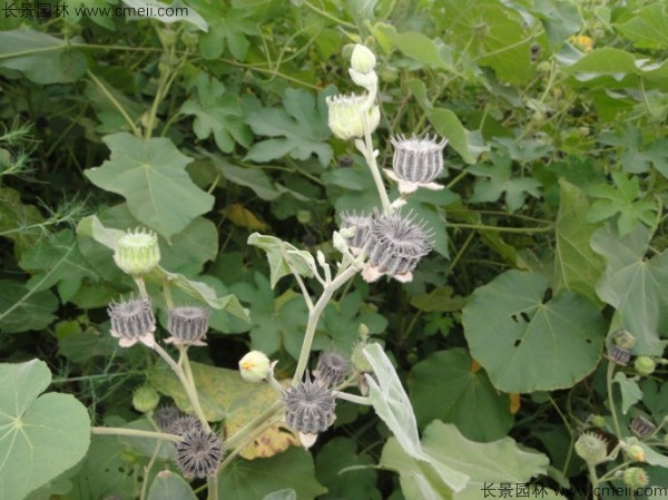青麻種子發(fā)芽出苗開花圖片 青麻種子發(fā)芽出苗開花圖片