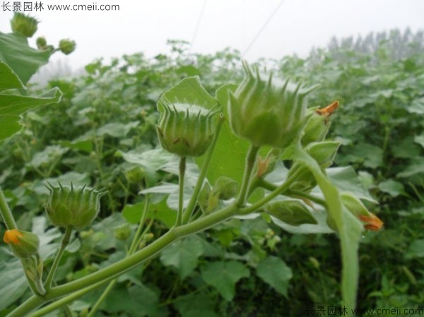 青麻種子發(fā)芽出苗開花圖片 青麻種子發(fā)芽出苗開花圖片