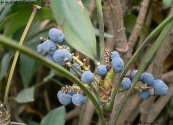 十大功勞種子發(fā)芽出苗圖片 十大功勞種子發(fā)芽出苗圖片