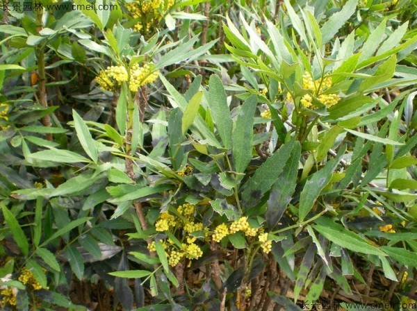 十大功勞種子發(fā)芽出苗圖片 十大功勞種子發(fā)芽出苗圖片