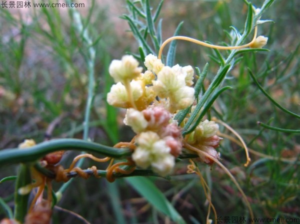 無根草種子發(fā)芽出苗圖片 無根草種子發(fā)芽出苗圖片