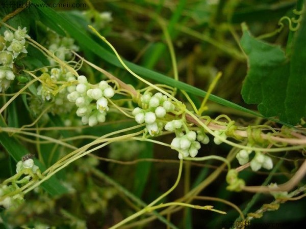 無根草種子發(fā)芽出苗圖片 無根草種子發(fā)芽出苗圖片
