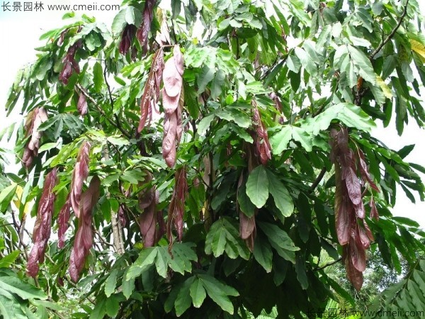 無憂樹種子發(fā)芽出苗開花圖片 無憂樹種子發(fā)芽出苗開花圖片