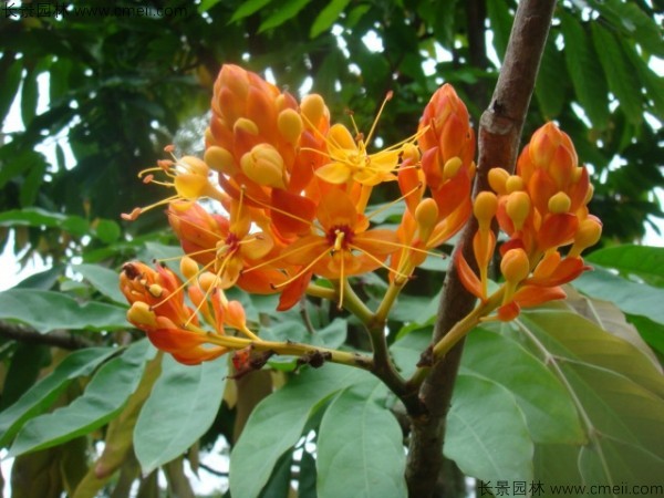 無憂樹種子發(fā)芽出苗開花圖片 無憂樹種子發(fā)芽出苗開花圖片