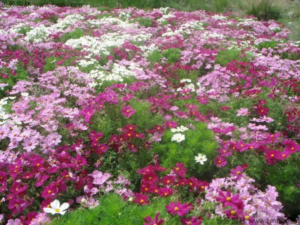格?；ǚN子發(fā)芽出苗開花圖片