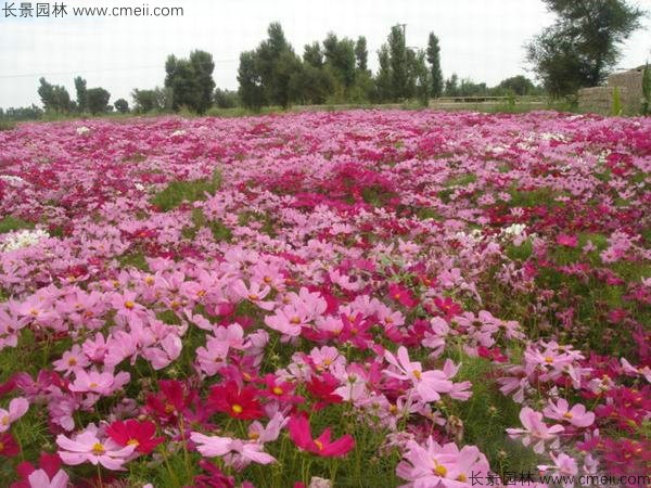 格?；ǚN子發(fā)芽出苗開花圖片