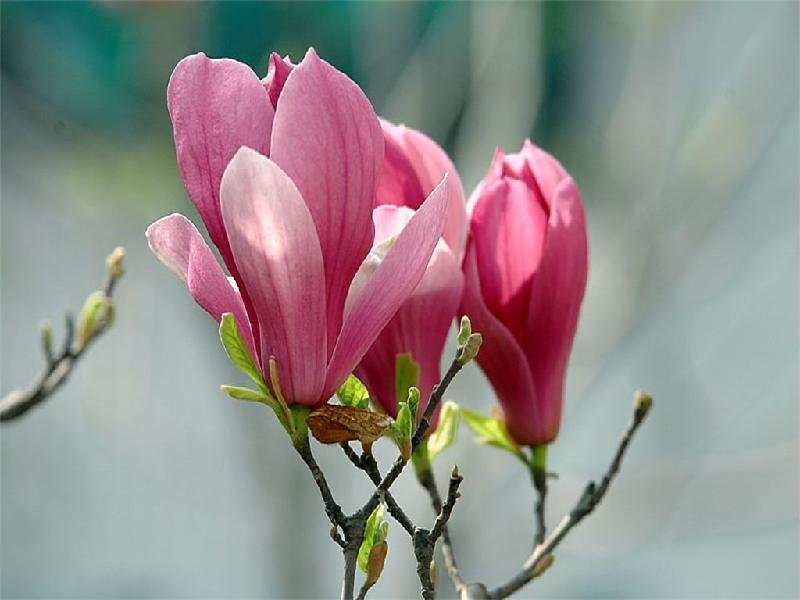 紫玉蘭花期是什么時(shí)候？
