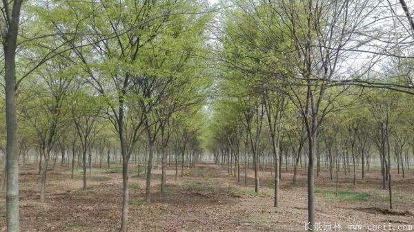 櫸樹 櫸樹