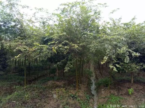 櫸樹 櫸樹