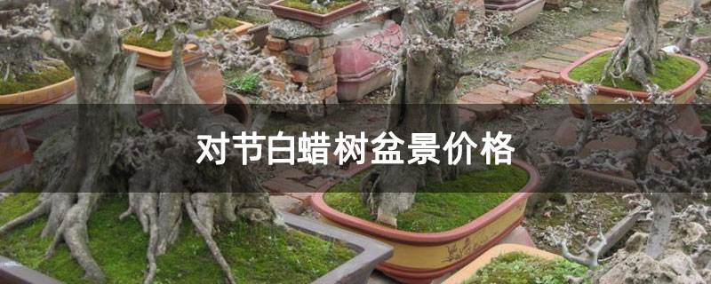 對(duì)節(jié)白蠟樹盆景價(jià)格 對(duì)節(jié)白蠟樹盆景價(jià)格
