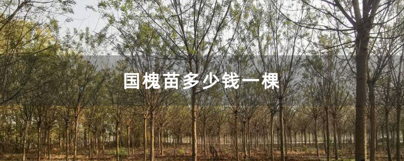 國槐苗多少錢一棵 國槐苗多少錢一棵