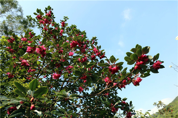 紅花荷花朵掛滿(mǎn)枝條
