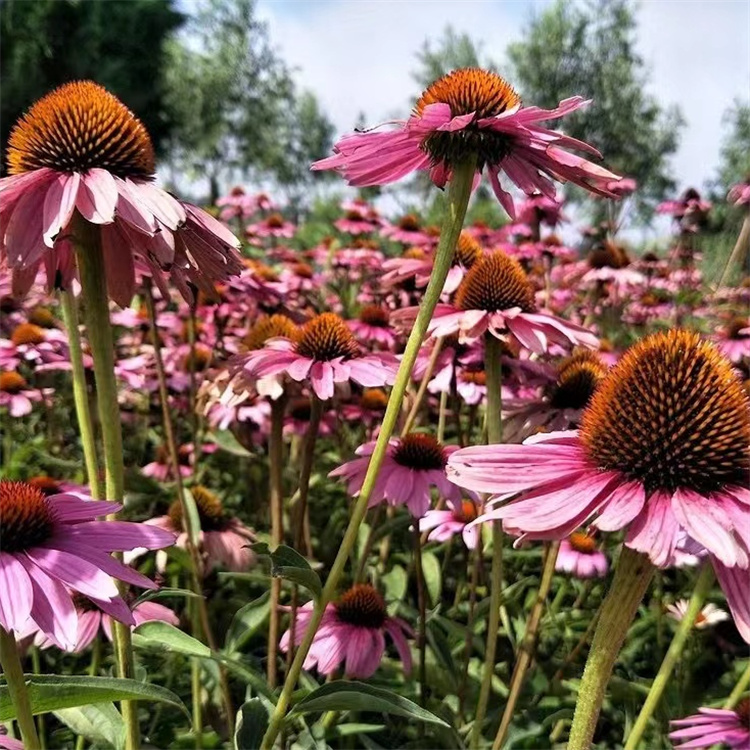 紫錐菊 來自長(zhǎng)景園林 紫錐菊 來自長(zhǎng)景園林