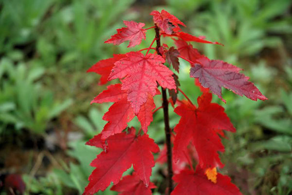 美國(guó)紅楓 美國(guó)紅楓