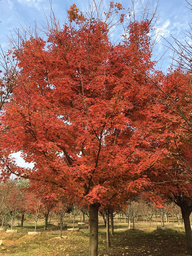 美國(guó)紅楓小苗怎樣種植?美國(guó)紅楓小苗管理技術(shù) 美國(guó)紅楓小苗怎樣種植?美國(guó)紅楓小苗管理技術(shù)
