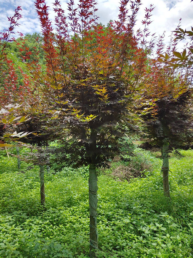 美國(guó)紅楓小苗怎樣種植?美國(guó)紅楓小苗管理技術(shù) 美國(guó)紅楓小苗怎樣種植?美國(guó)紅楓小苗管理技術(shù)