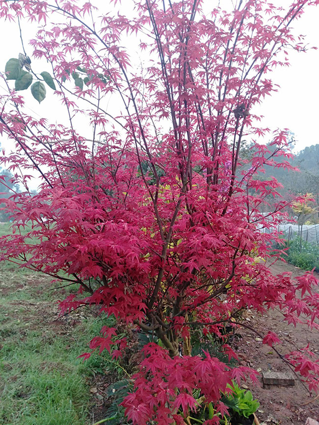 1586492004167976.jpg 美國(guó)紅楓小苗怎樣種植?美國(guó)紅楓小苗管理技術(shù)